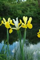 chambres d'hôtes bourgogne dezaret iris